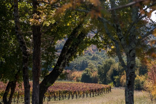 Baracija Estate 46